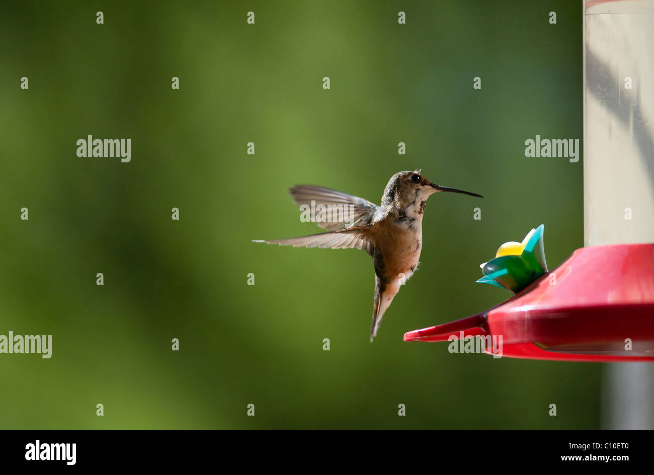Hummingbird feeding with green background Stock Photo