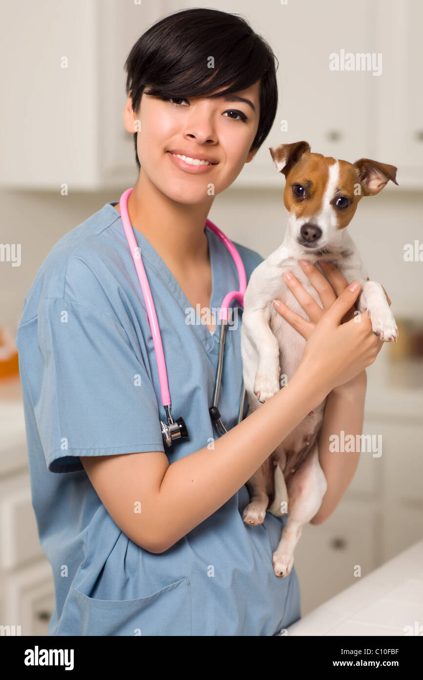 Smiling Attractive Mixed Race Veterinarian Doctor or Nurse with Puppy in an Office or Laboratory Setting. Stock Photo