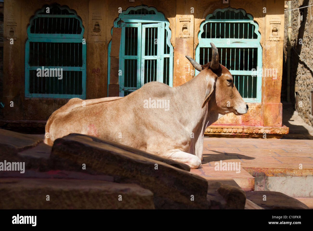 A Cow resting in the streets of  the ancient Jasalmer Fort. India Stock Photo
