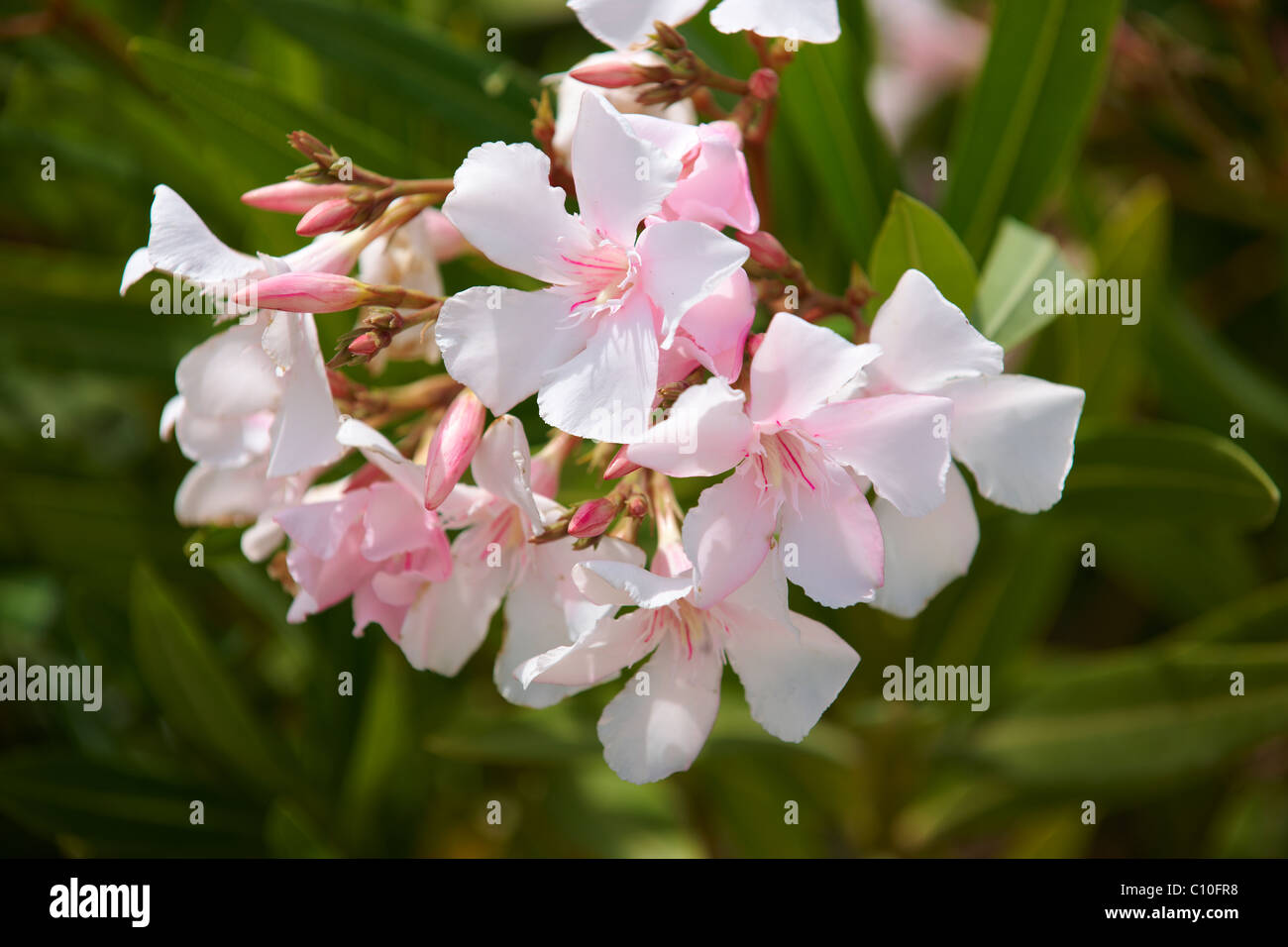 Pink Nerium oleander, Syros Greece Stock Photo