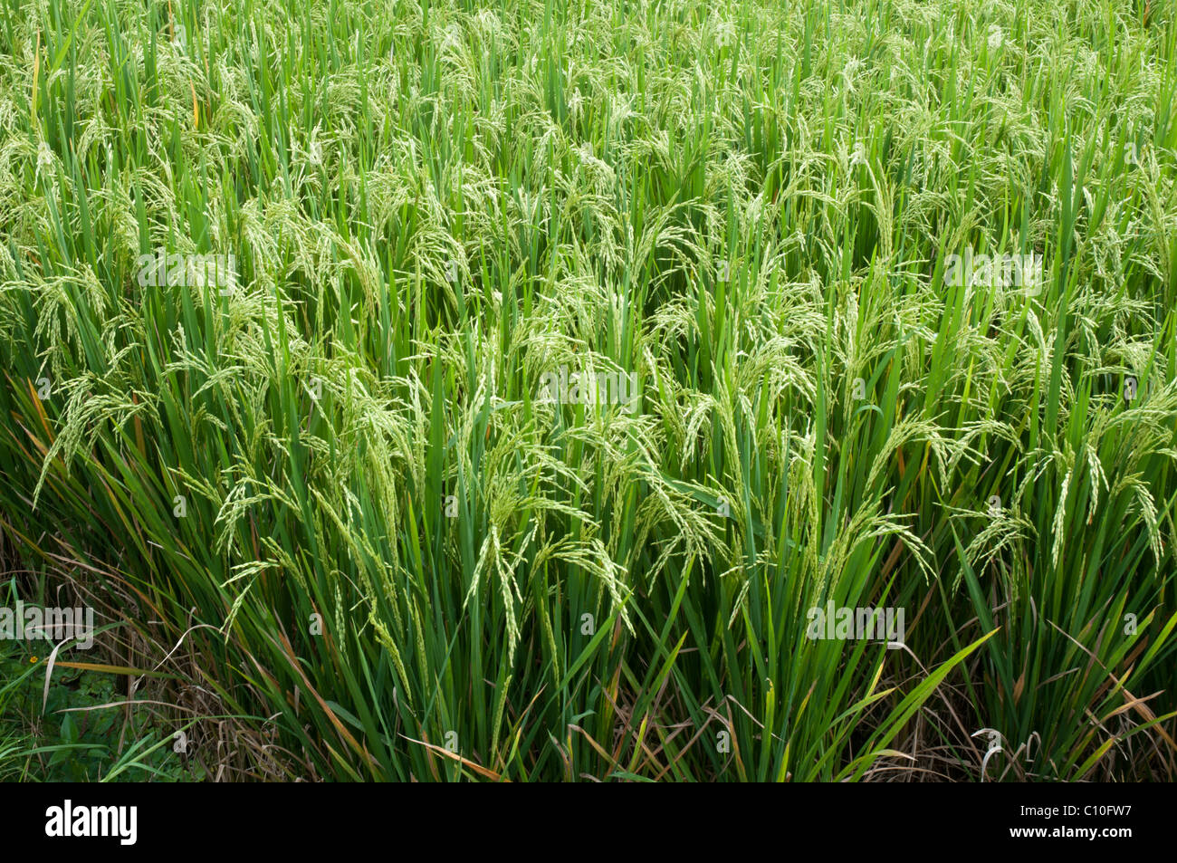 Rice cultivation in Bali Indonesia Stock Photo