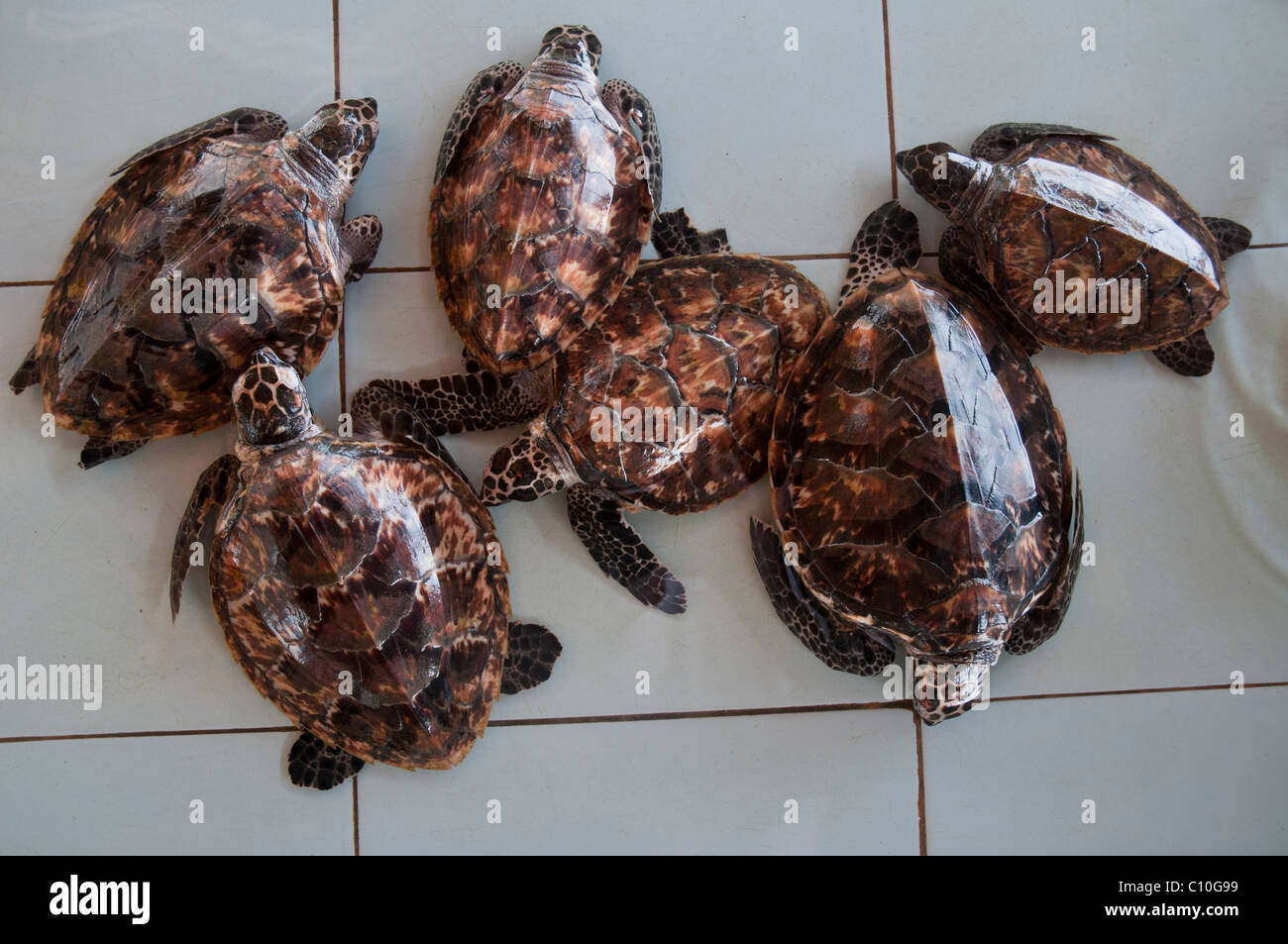 Baby loggerhead turtles in a turtle sanctuary on Gili Trawangan in Indonesia Stock Photo