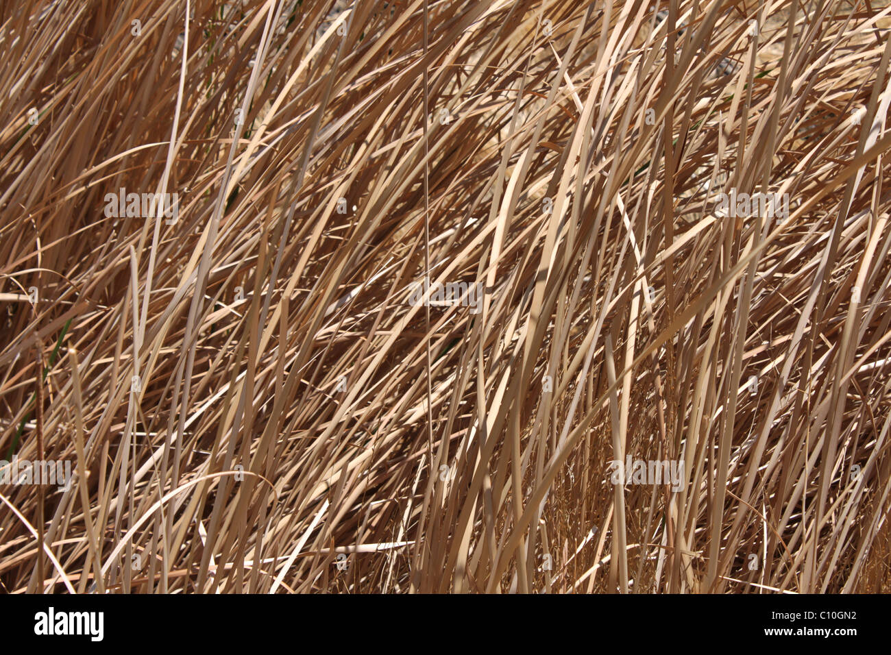 Dead grass background Stock Photo