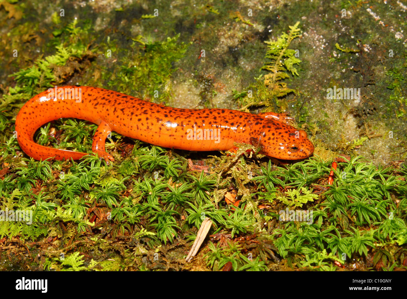 Red Salamander (Pseudotriton ruber Stock Photo - Alamy