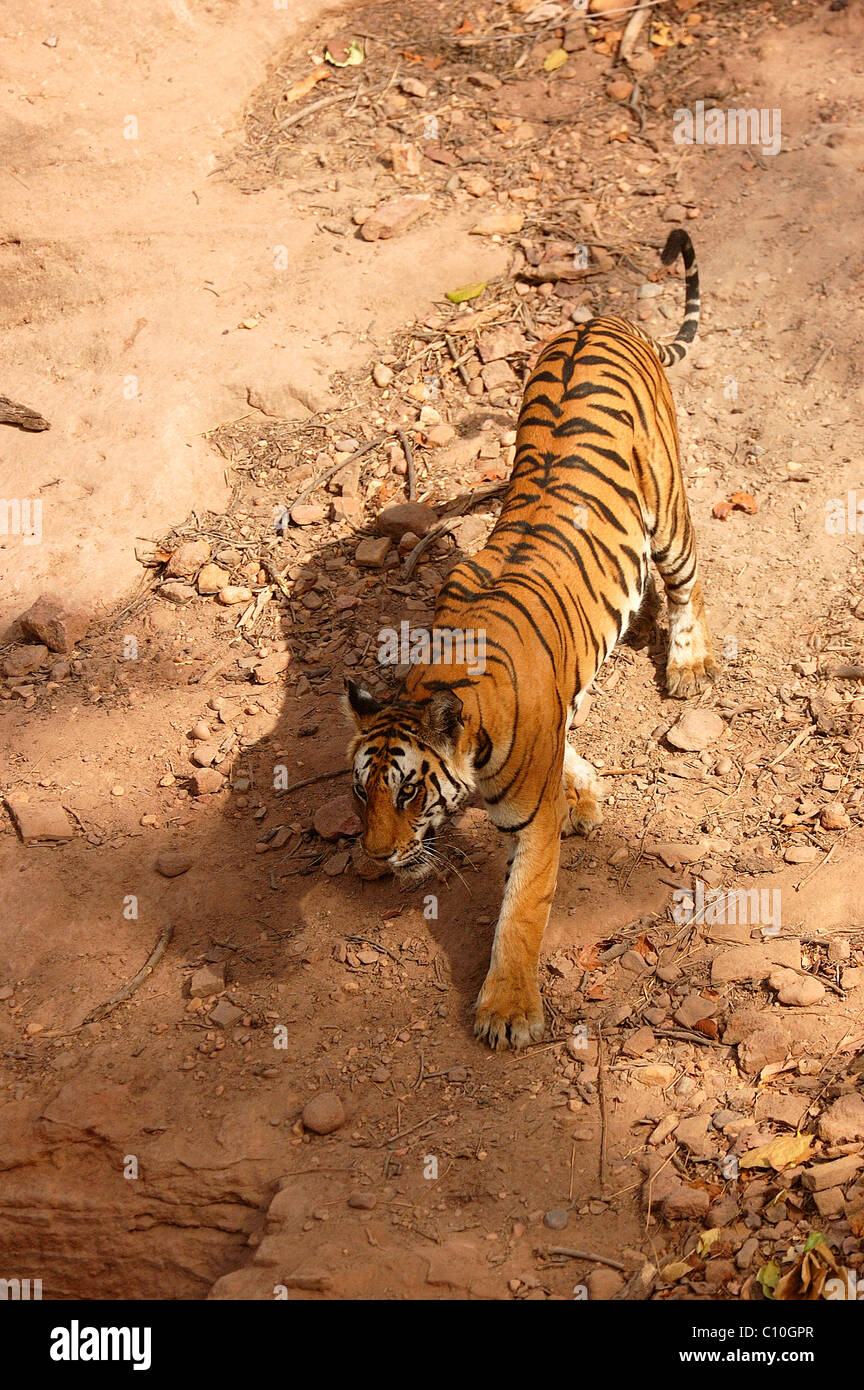 A tigress walking Stock Photo