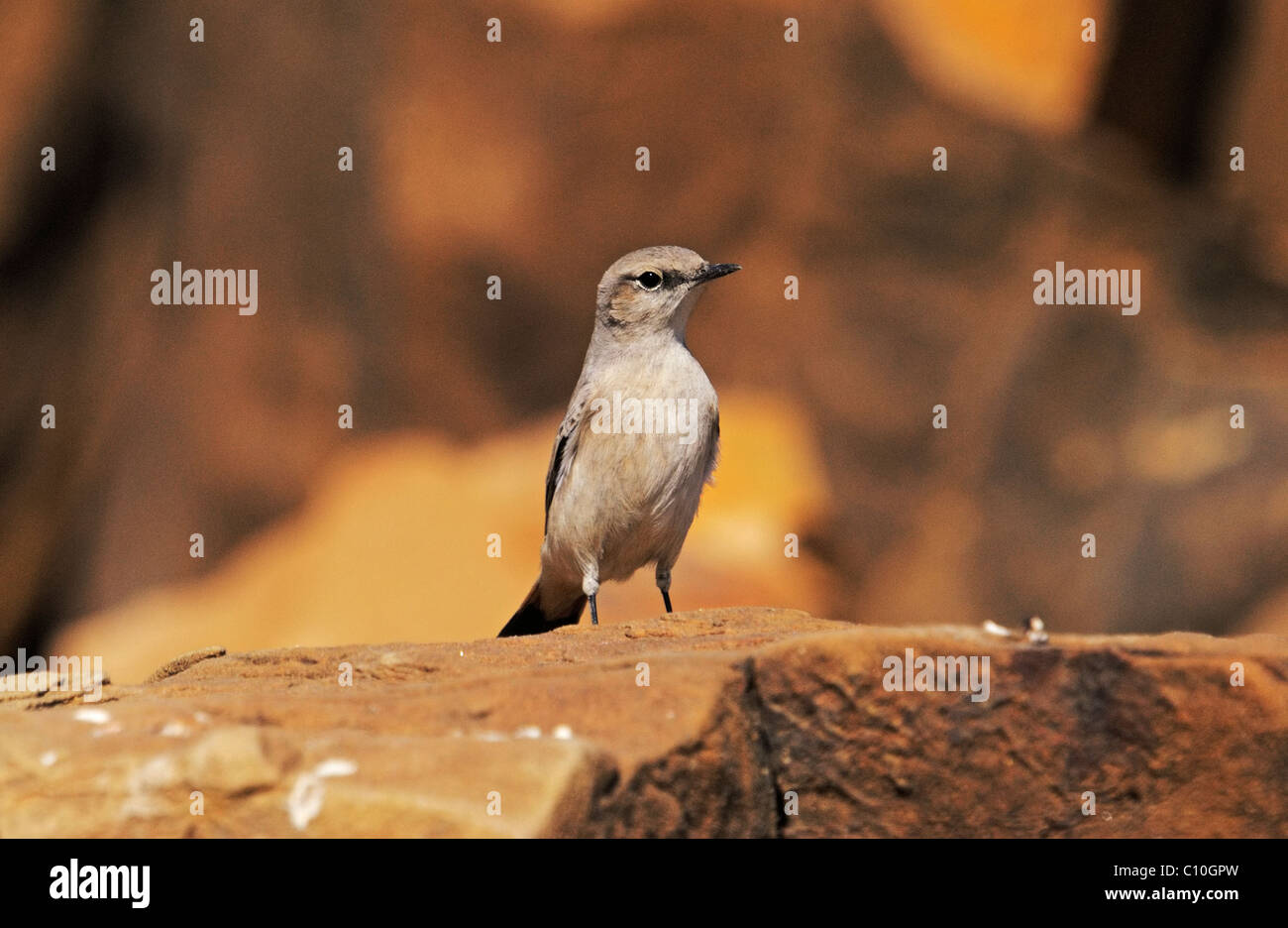 Red-tailed Wheatear (Oenanthe chrysopygia), or the Rusty-tailed Wheatear, Persian Wheatear or Afghan Wheatear perched on a rock Stock Photo