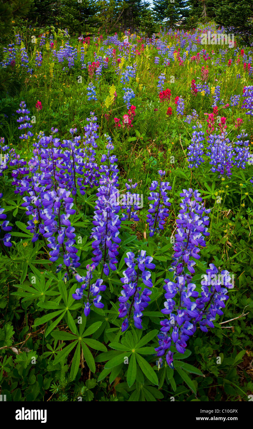 Forest wildflowers hi-res stock photography and images - Alamy