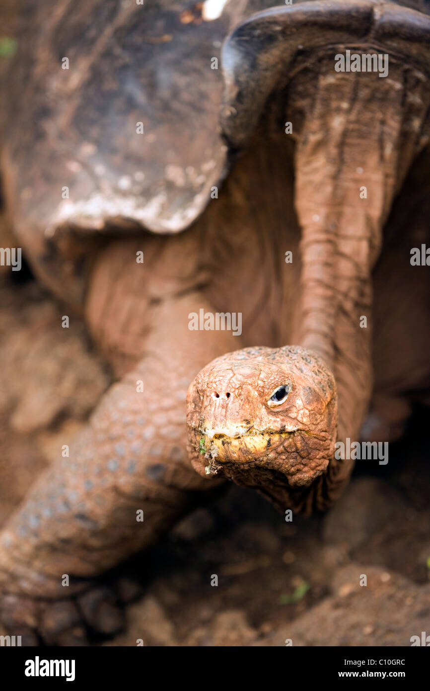 Giant Tortoise (Captive) - Charles Darwin Research Station - Santa Cruz Island - Galapagos Islands, Ecuador Stock Photo