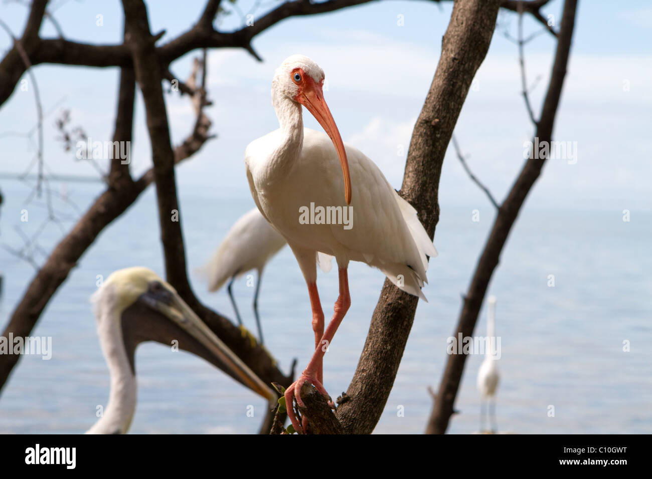 White Ibis bird perched on a tree by the water at a wildlife sanctuary. Stock Photo
