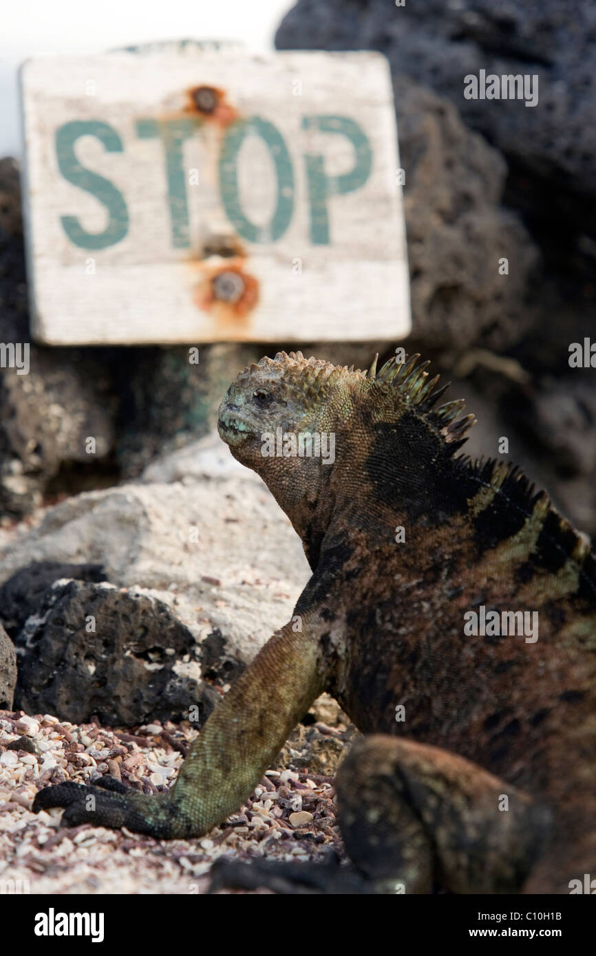 Close-up of Marine Iguana that is looking at Stop Sign near Tortuga Bay - Santa Cruz Island, Galapagos Islands, Ecuador Stock Photo