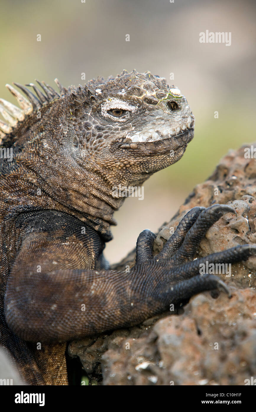 Marine Iguana near Tortuga Bay - Santa Cruz Island, Galapagos Islands, Ecuador Stock Photo