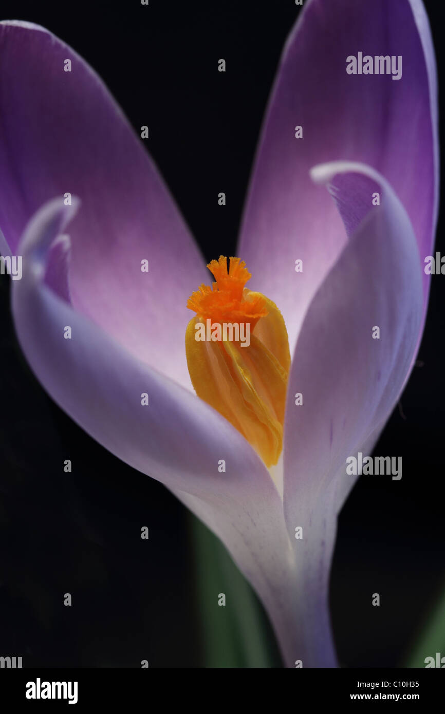 Crocus Flower Close up Stock Photo Alamy