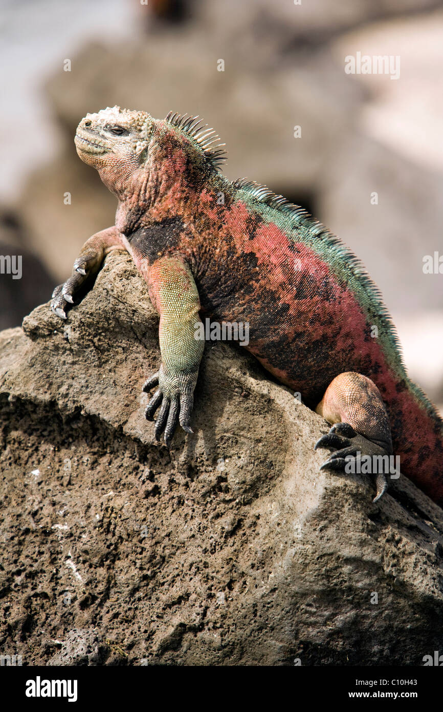 Galapagos Marine Iguana - Santa Maria (Floreana o Charles) Island - Galapagos Islands, Ecuador Stock Photo