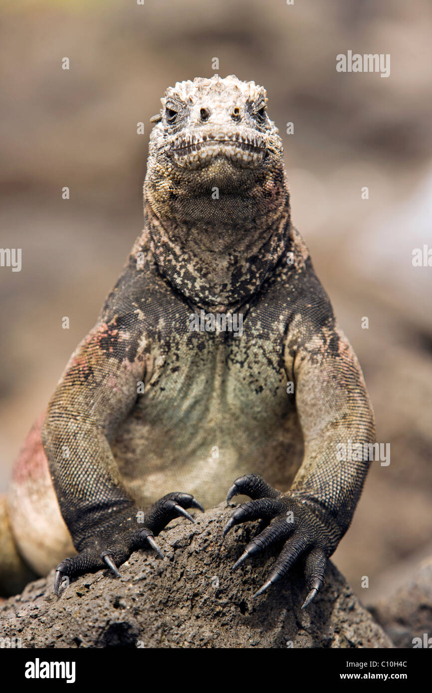 Galapagos Marine Iguana - Santa Maria (Floreana o Charles) Island - Galapagos Islands, Ecuador Stock Photo