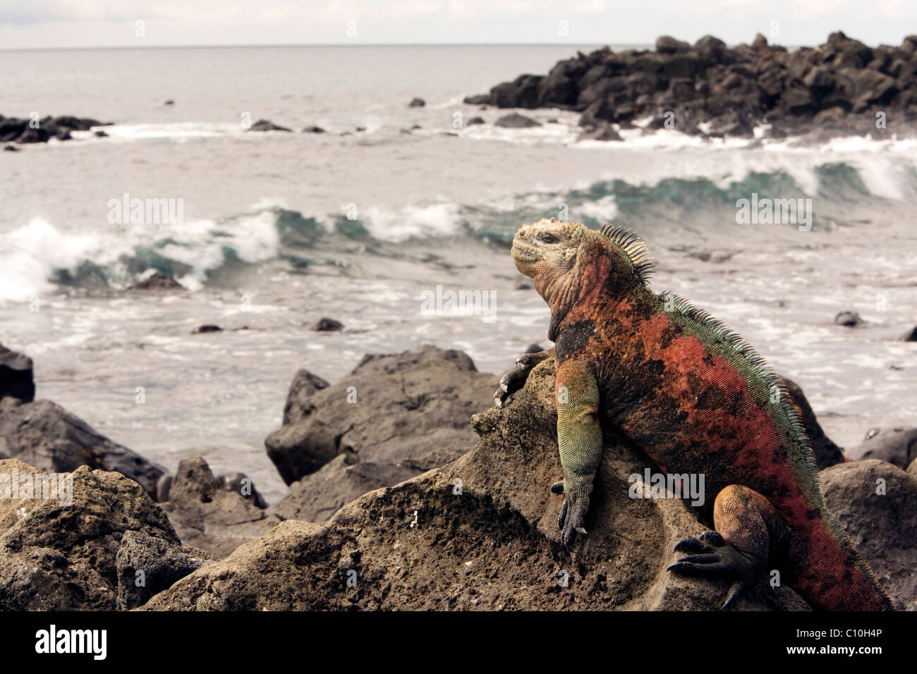 Galapagos Marine Iguana - Santa Maria (Floreana o Charles) Island - Galapagos Islands, Ecuador Stock Photo