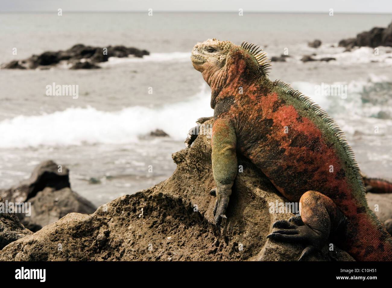 Galapagos Marine Iguana - Santa Maria (Floreana o Charles) Island - Galapagos Islands, Ecuador Stock Photo