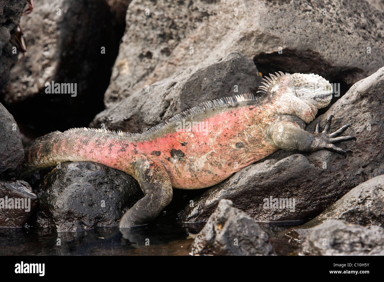 Pink Iguana High Resolution Stock Photography and Images - Alamy