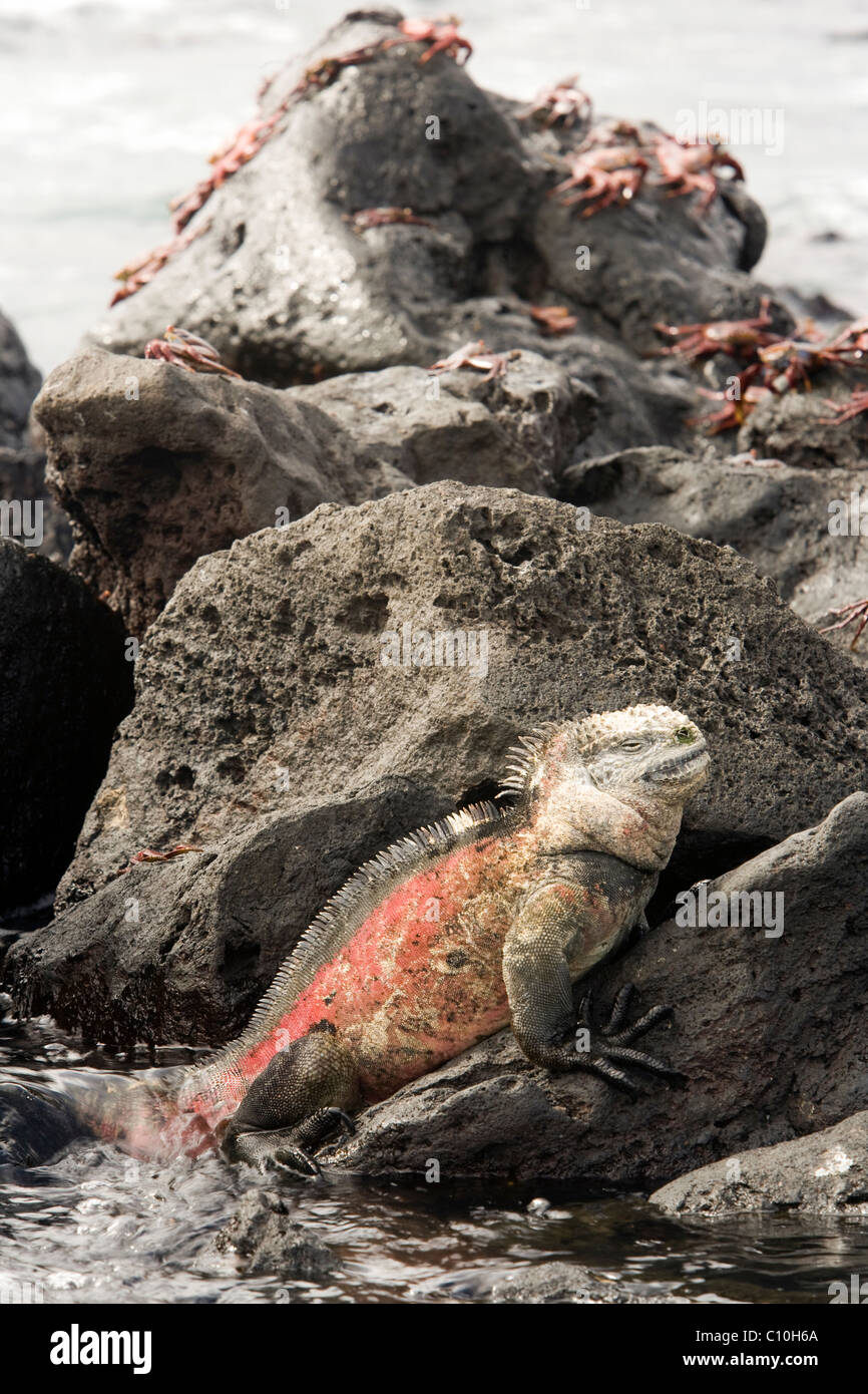 Galapagos Marine Iguana - Santa Maria (Floreana o Charles) Island - Galapagos Islands, Ecuador Stock Photo