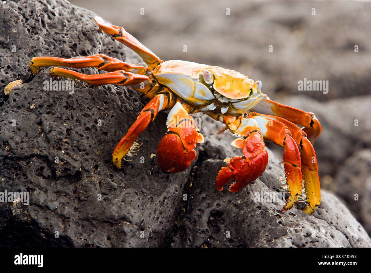 Sally Lightfoot Crab (Red Rock Crab) at Barge Beach Santa Cruz Island