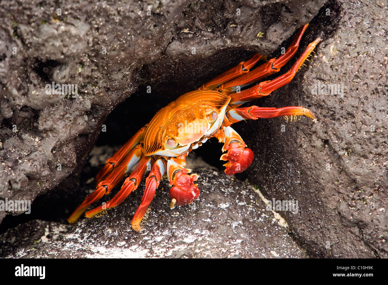 Sally Lightfoot Crab (Red Rock Crab) at Barge Beach - Santa Cruz Island, Galapagos Islands, Ecuador Stock Photo