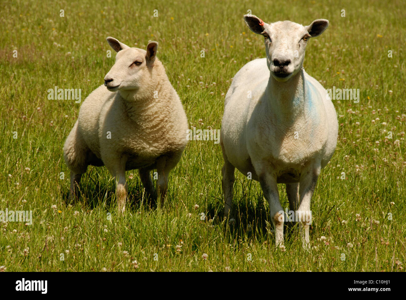Shorn sheep hires stock photography and images Alamy