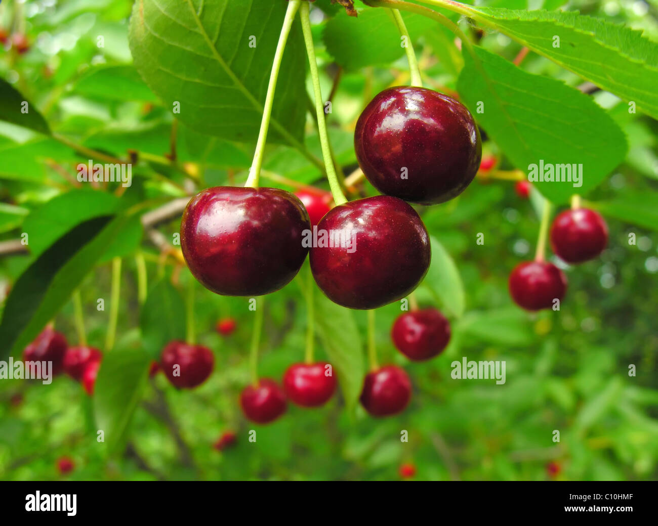 Ripe cherries on a tree Stock Photo - Alamy