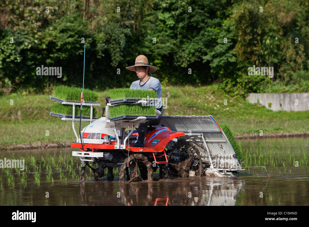 Japanese rice farmer rides a tractor to plant a flooded rice field with ...