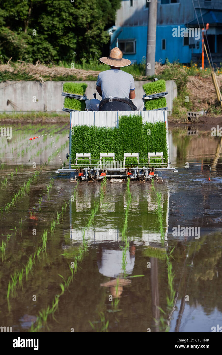 Japanese rice farmer rides a tractor to plant a flooded rice field with ...