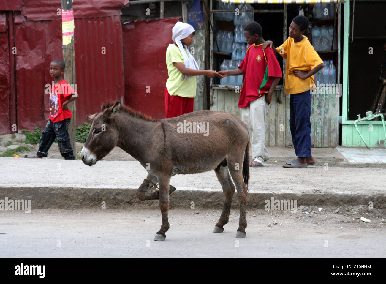 Tethered donkey  in street in Addis Ababa, Ethiopia, east Africa Stock Photo