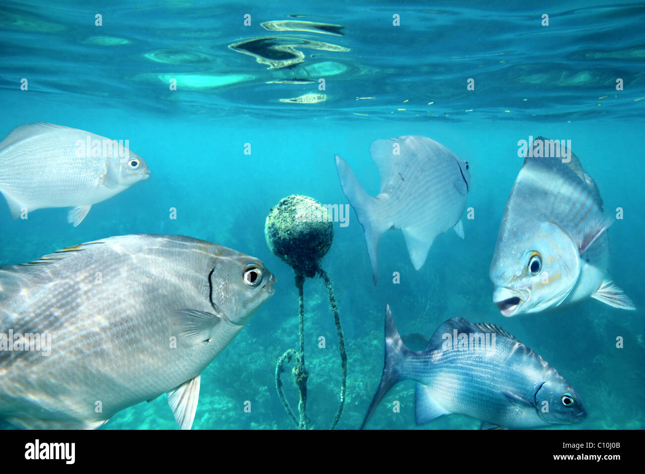 lowfin chub fishes underwater buoy in Mayan Riviera Kyphosus vaigiensis Stock Photo