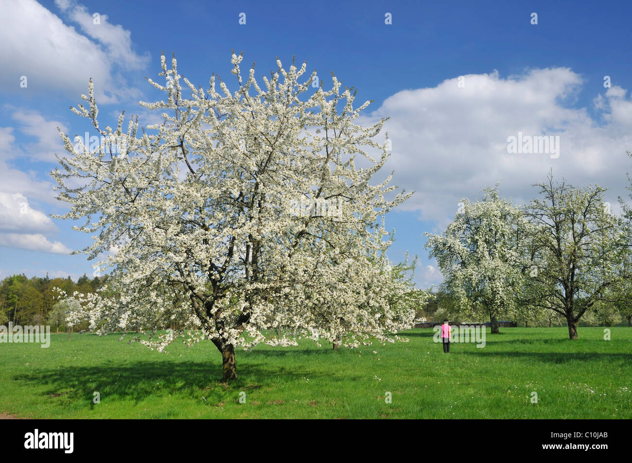 Blossoming fruit trees in spring Stock Photo Alamy