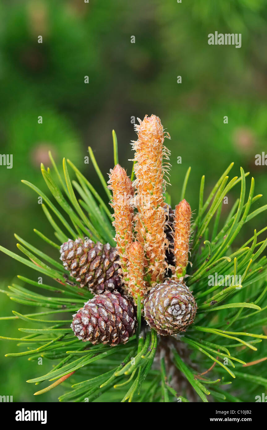 Mountain Pine (Pinus mugo) Stock Photo