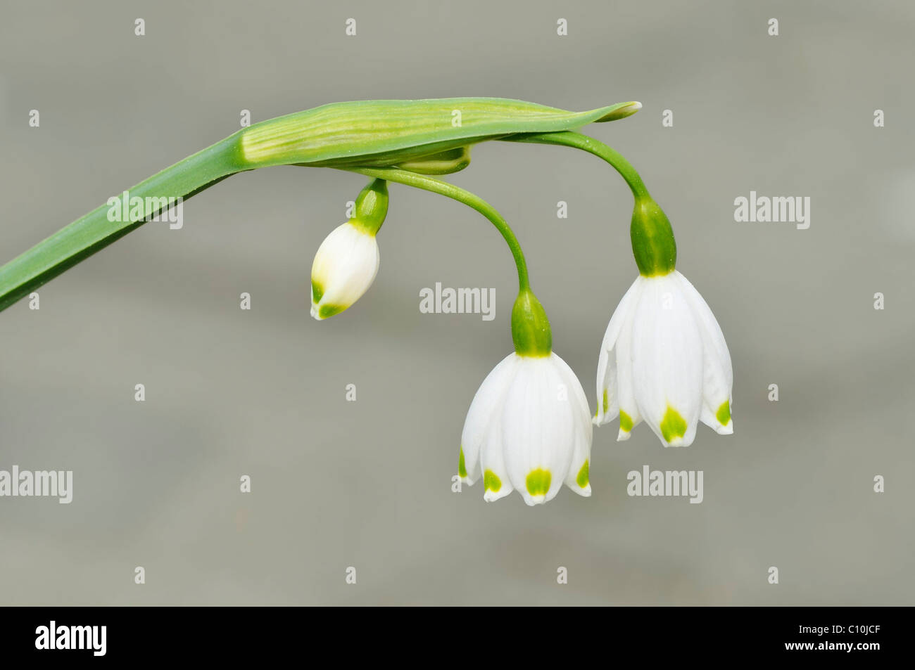 Spring Snowflake (Leucojum vernum) Stock Photo