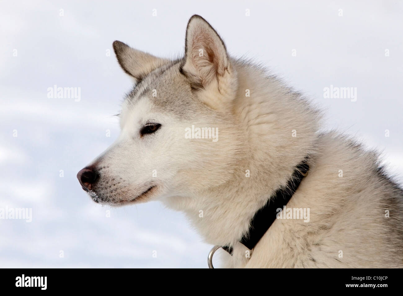 Portrait of a sled dog, male Siberian Husky, Yukon Territory, Canada Stock Photo