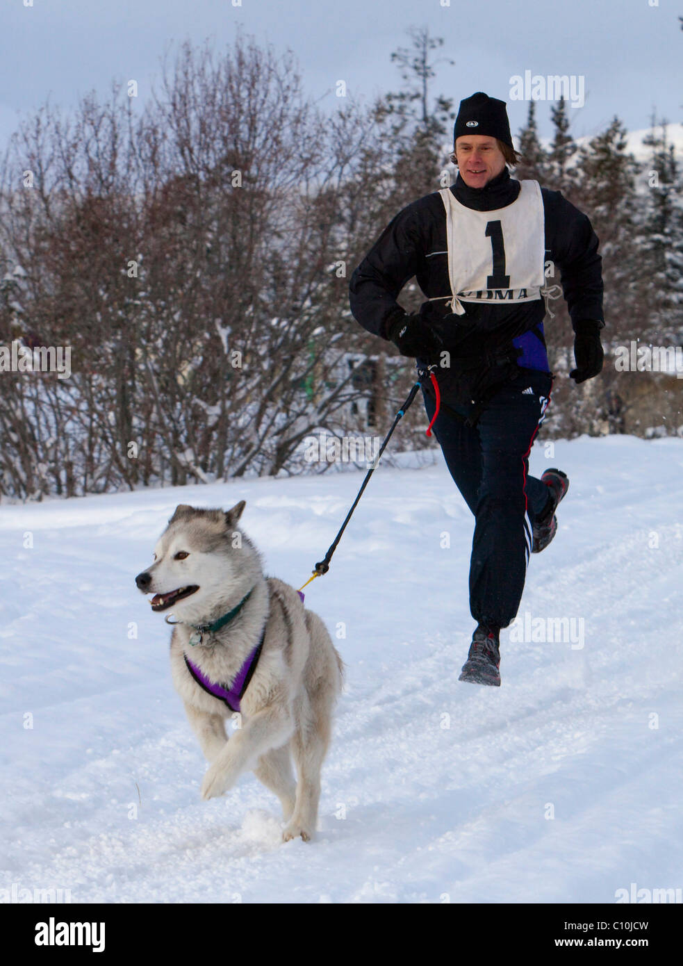 Young man running, canicross, dog sport, runner pulled by a dog, running sled dog, Siberian Husky, dog sled race near Whitehorse Stock Photo