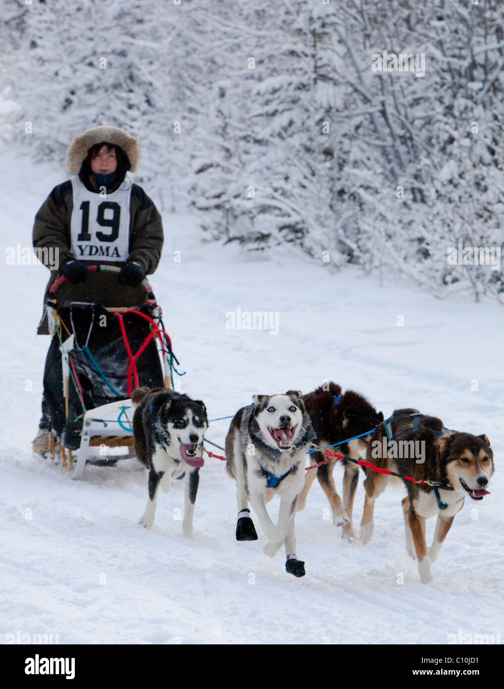 Running, mushing sled dogs, Alaskan Huskies, dog team, child, young boy, musher, dog sled race near Whitehorse, Yukon Territory Stock Photo