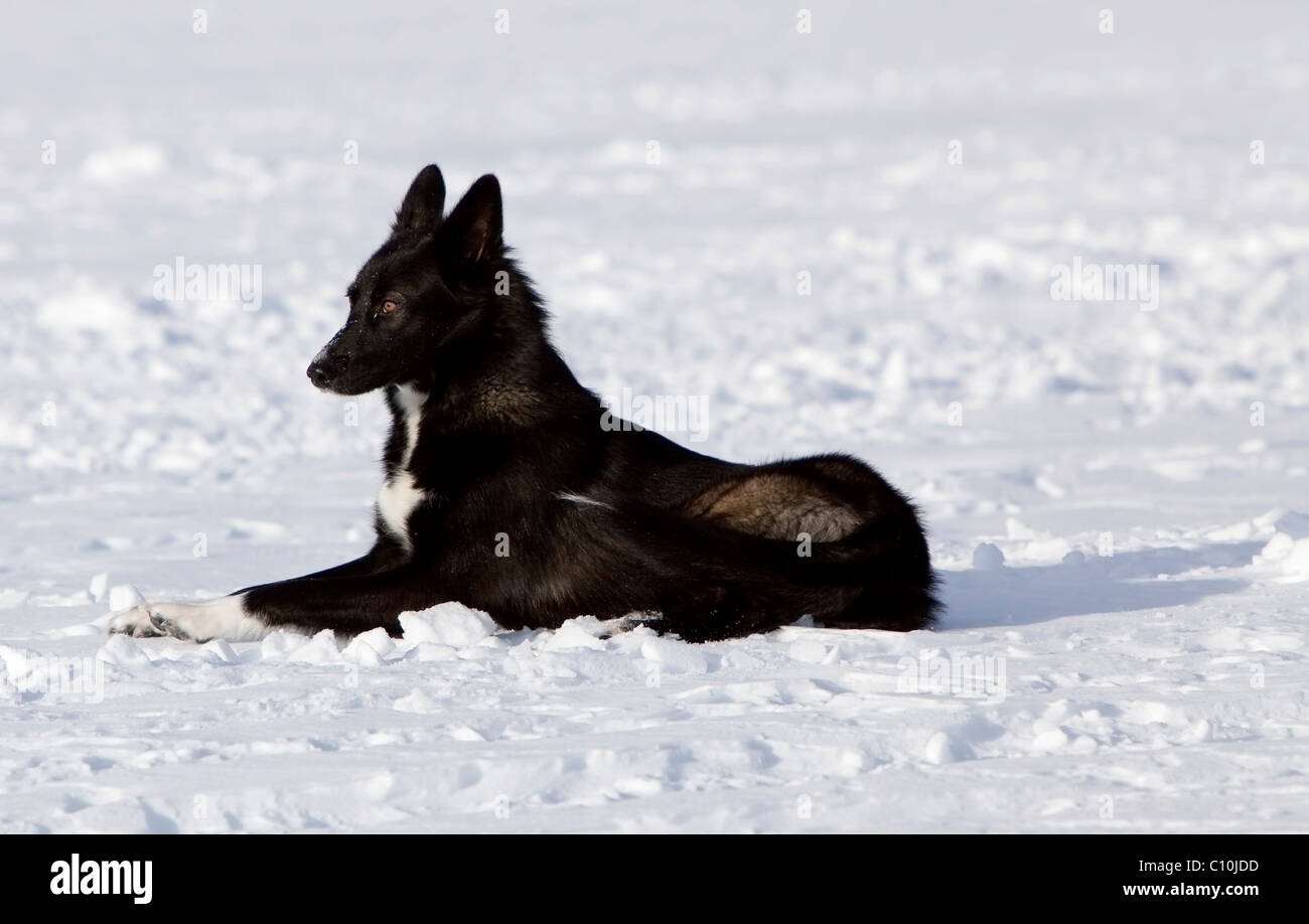 Resting sled dog on snow, Alaskan Husky, Yukon Territory, Canada Stock Photo