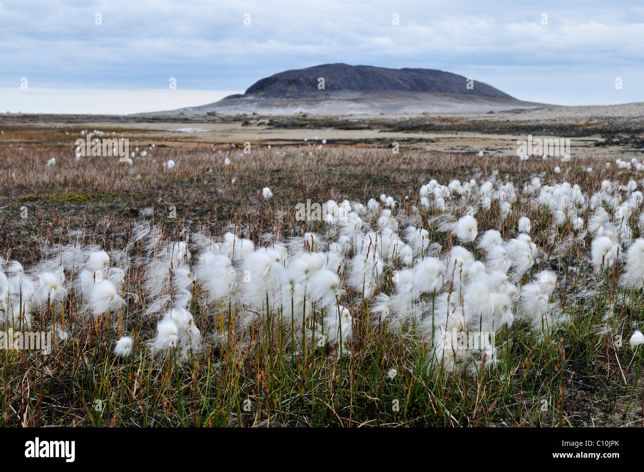 Cottonwood grass in the arctic tundra of Henry Kater Peninsula, Baffin Island, Nunavut, Canada, Arctic Stock Photo