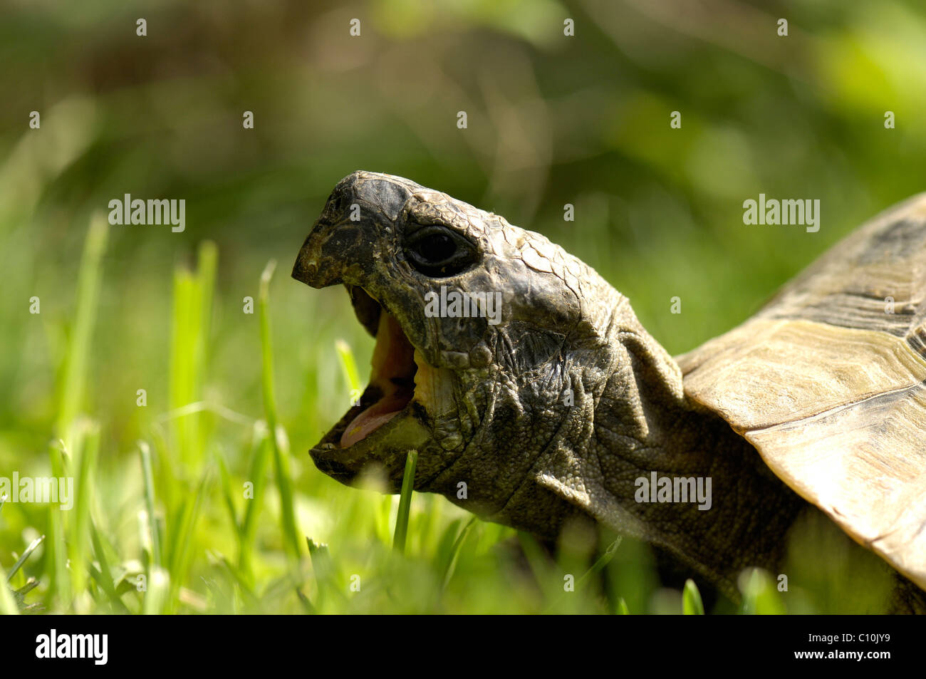 Hermann's Tortoise (Testudo hermanni) Stock Photo