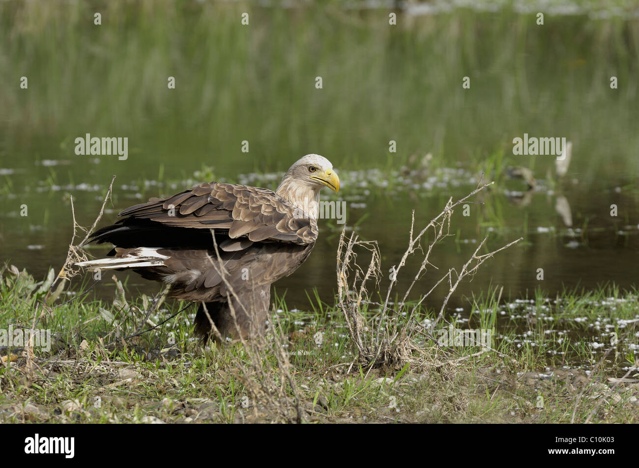 White-tailed Eagle (Haliaeetus albicilla) Stock Photo