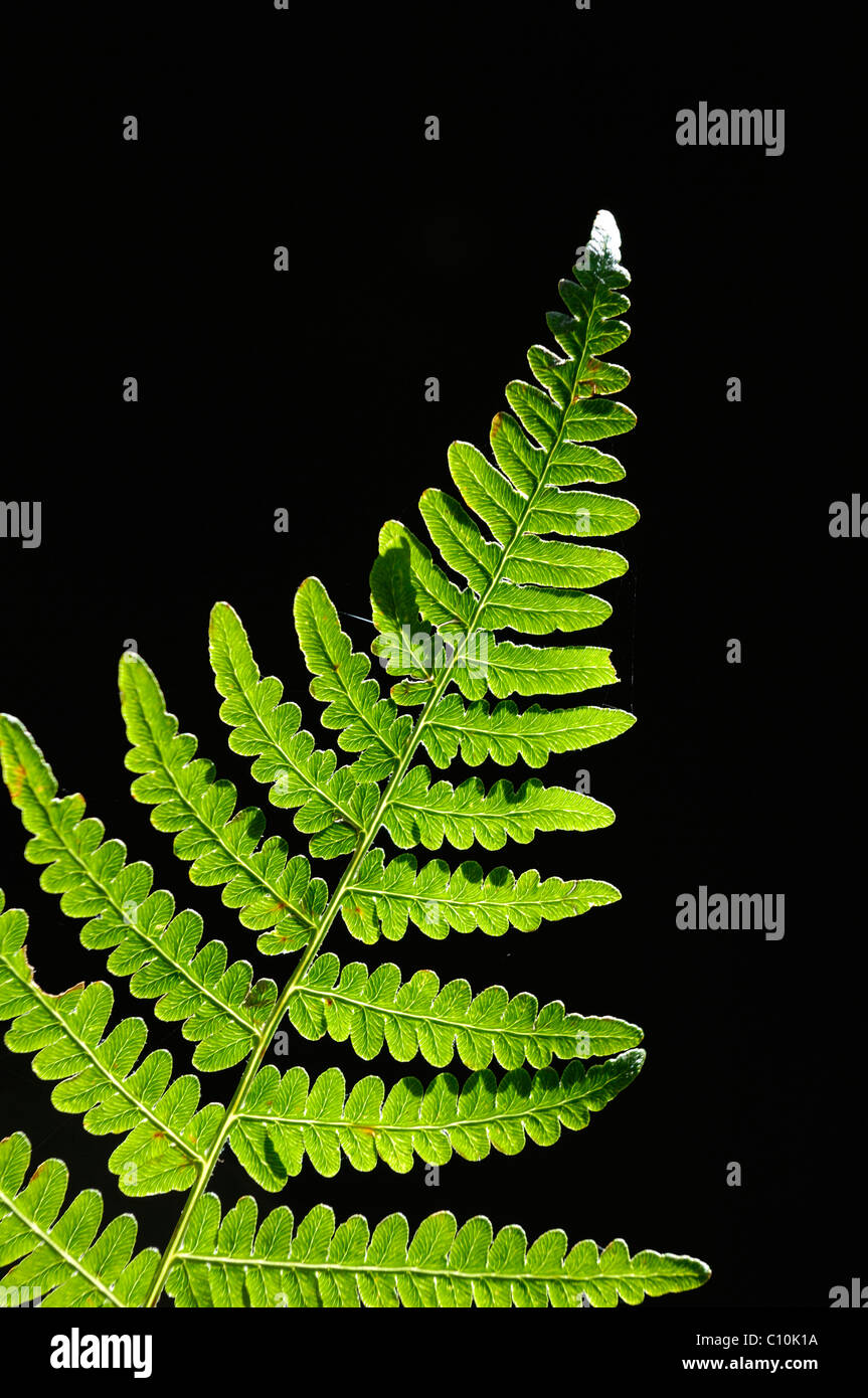 Leaf of the Male Fern (Dryopteris filix-mas) Stock Photo