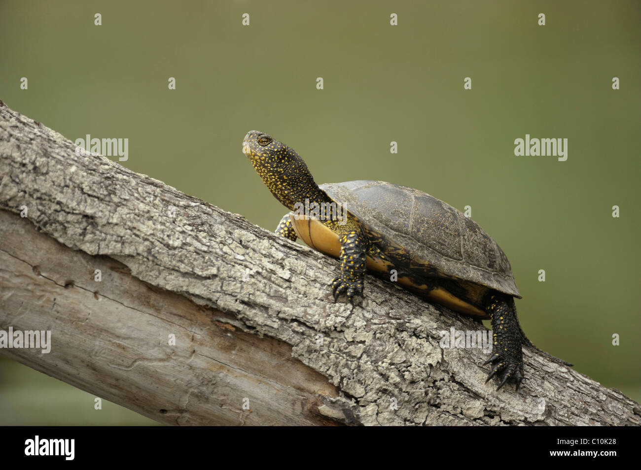 European pond terrapin, European pond turtle or European pond tortoise ...