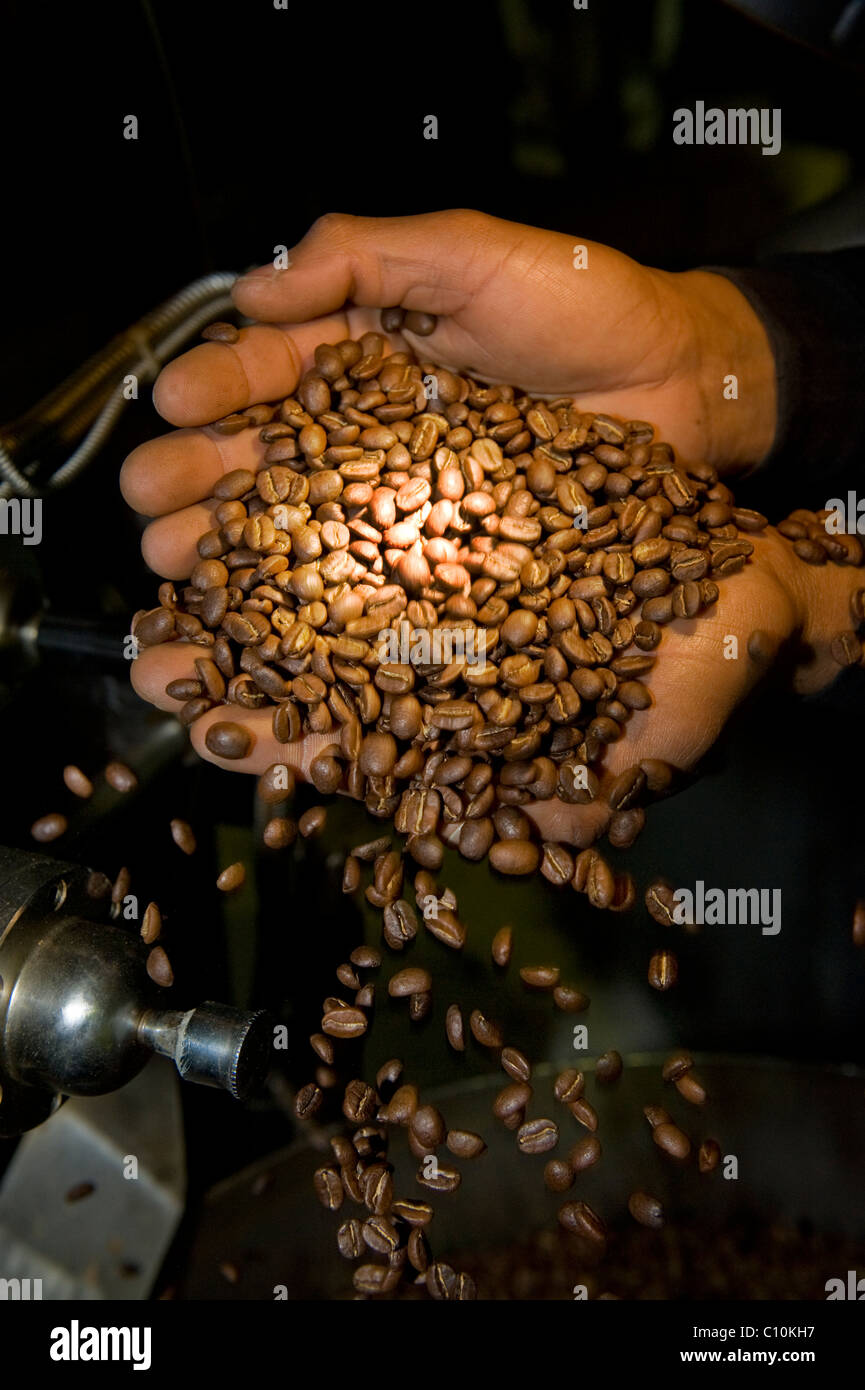 Checking the quality of rosted coffee beans Coffea Arabica at a roaster