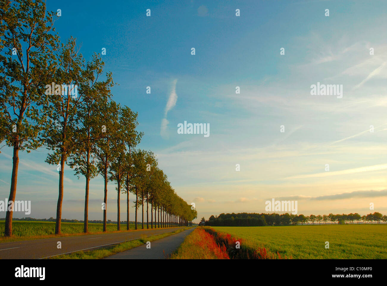 Countryside view of road lined with trees Stock Photo - Alamy