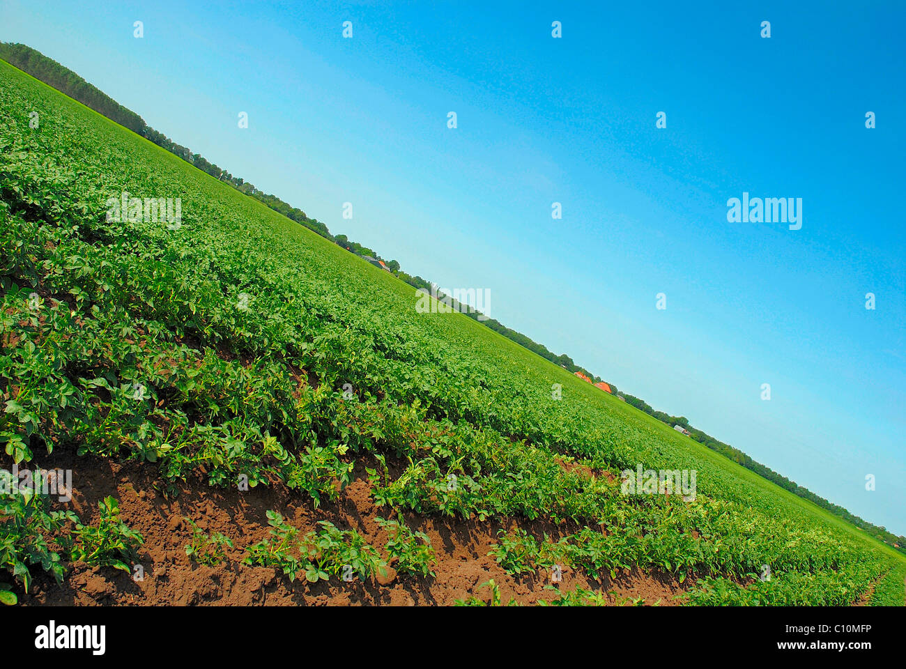 Diagonal landscape of crop field Stock Photo