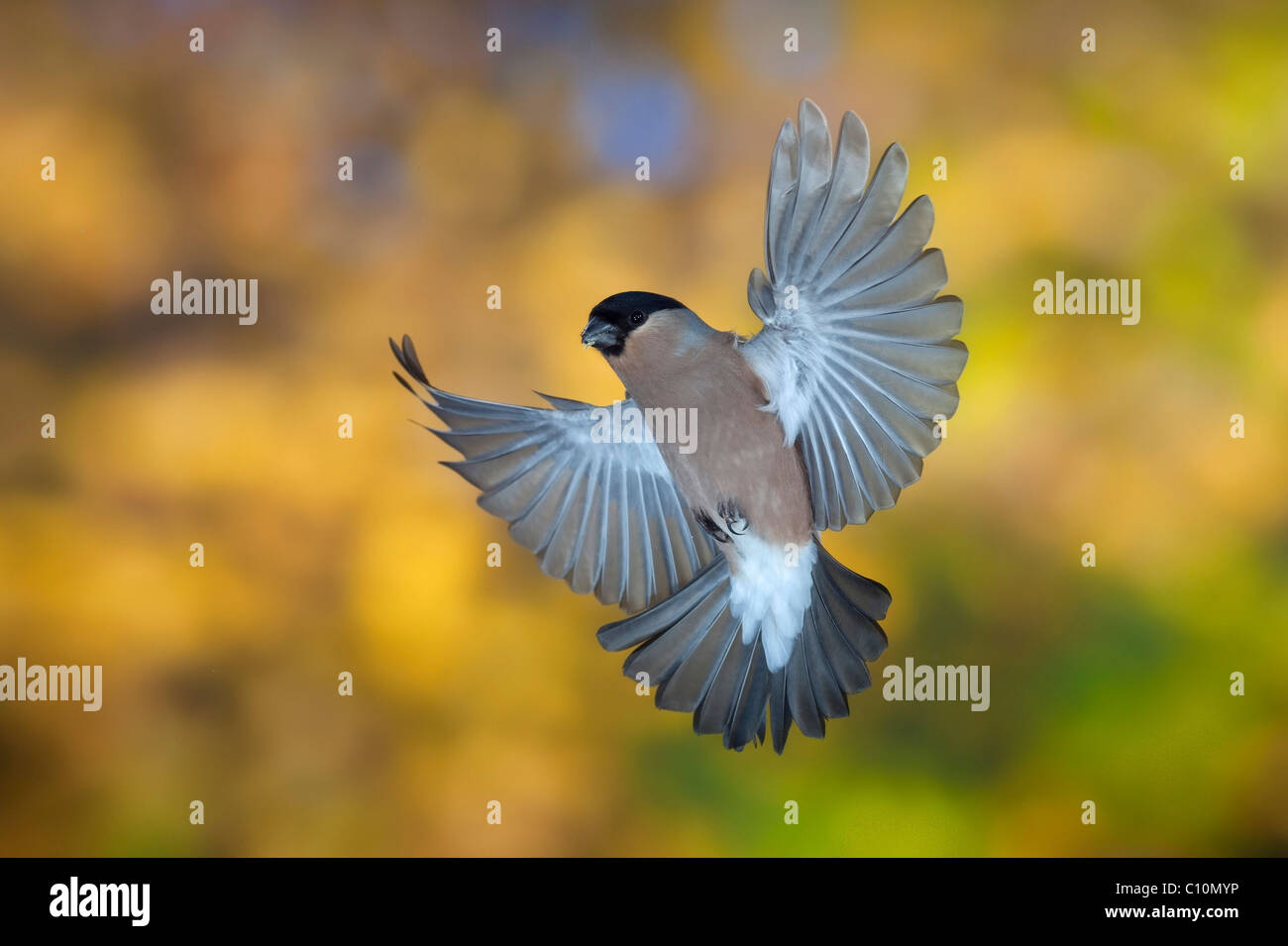 Bullfinch (Pyrrhula pyrrhula), female in flight, autumn, Thueringen, Germany, Europe Stock Photo