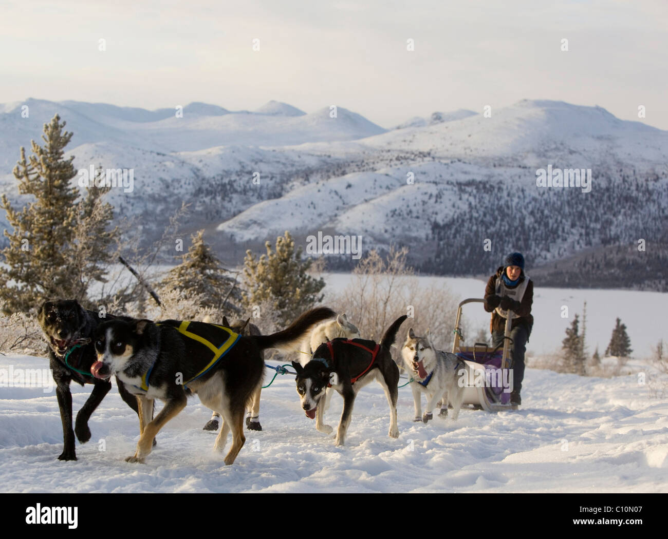 Sled dogs, Alaskan Huskies, dog team, musher, dog sled race near Whitehorse, Fish Lake behind, Yukon Territory, Canada Stock Photo