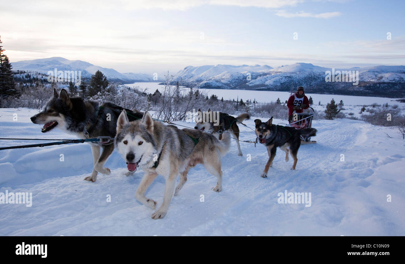 Sled dogs Alaskan Huskies, dog team, musher, dog sled race near Whitehorse, Fish Lake behind, Yukon Territory, Canada Stock Photo