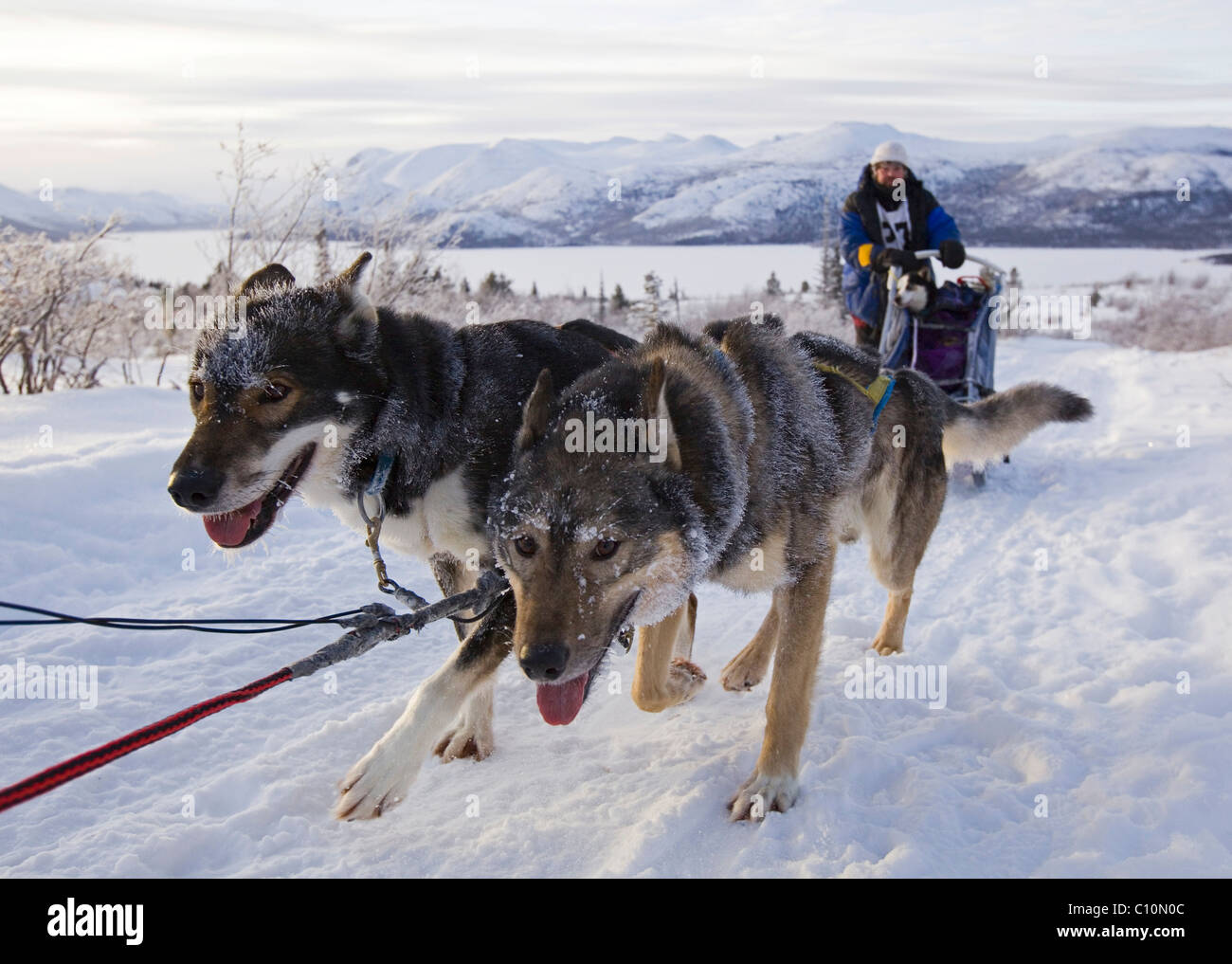 Sled dogs Alaskan Huskies, dog team, musher, dog sled race near Whitehorse, Fish Lake behind, Yukon Territory, Canada Stock Photo