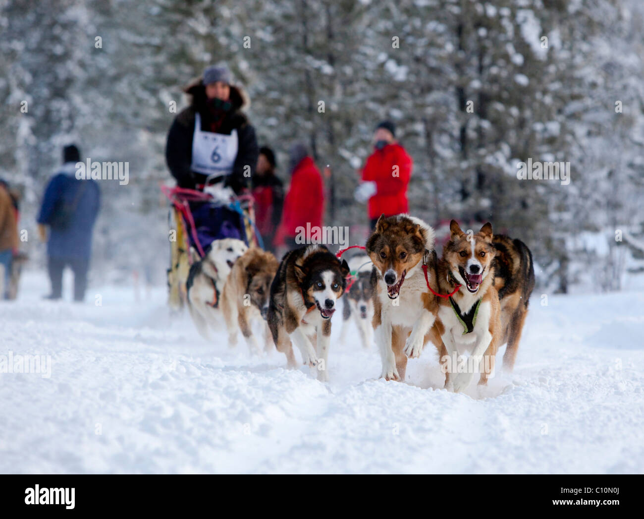 Female long distance musher Michelle Phillips, running sled dogs, Alaskan Huskies, dog team, Carbon Hill dog sled race Stock Photo